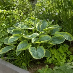 Hosta Frances Williams à marge jaune - Le roi des coins ombragés