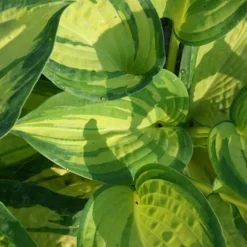 Hosta Great Expectations - L'ombre devient lumineuse