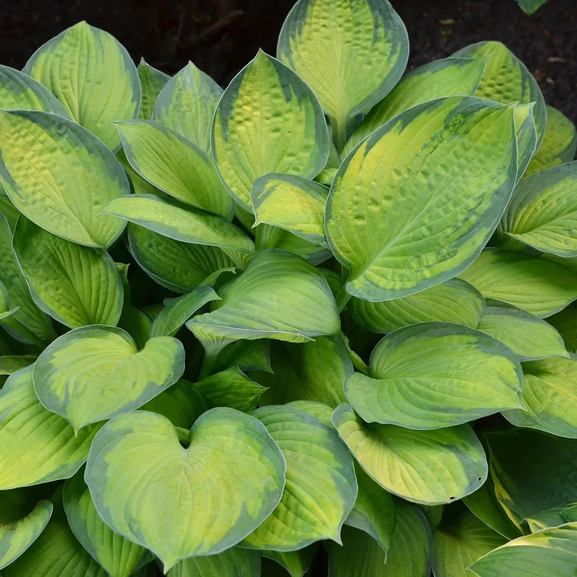 Hosta Guacamole - Un feuillage géant sans effort