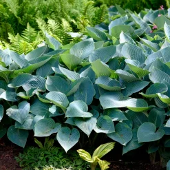 Hosta Halcyon - Le bleu qui illumine l'ombre
