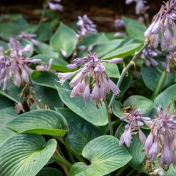 Hosta Halcyon - Le bleu qui illumine l'ombre