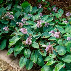 Hosta Halcyon - Le bleu qui illumine l'ombre