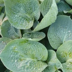 Hosta Love Pat - Un feuillage bleu spectaculaire