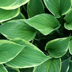Hosta Normalis - L'ombre enfin sublimée