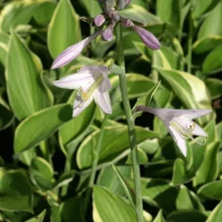 Hosta Normalis - L'ombre enfin sublimée