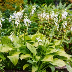 Hosta Royal Standard - L'ombre enfin fleurie