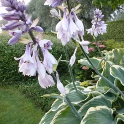 Hosta Sagae - L'ombre devient spectaculaire