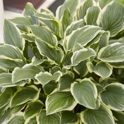 Hosta So Sweet - L'ombre enfin parfumée