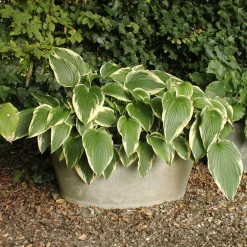 Hosta So Sweet - L'ombre enfin parfumée