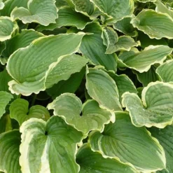 Hosta Spring Fling - L'ombre reprend des couleurs