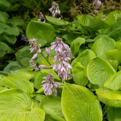 Hosta Sum and Substance - Feuillage XXL sans effort