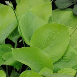 Hosta Sum and Substance - Feuillage XXL sans effort