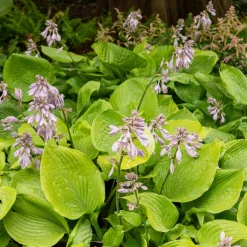 Hosta Sum and Substance - Feuillage XXL sans effort