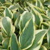 Hosta Wolverine
