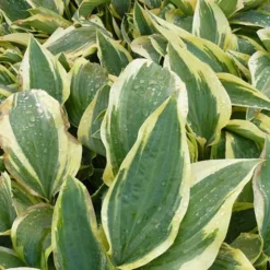 Hosta Wolverine