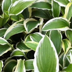 Hosta Yellow Splash Rim - L'ombre enfin lumineuse