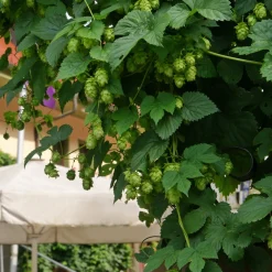 Houblon Magnum - Votre houblon à bière maison