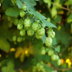 Houblon - Un mur vert en un été