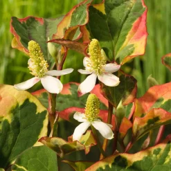 Houttuynia cordata 'Chameleon' - Feuillage 3 couleurs vif