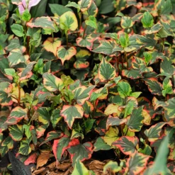 Houttuynia cordata 'Chameleon' - Feuillage 3 couleurs vif