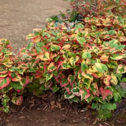 Houttuynia cordata 'Chameleon' - Feuillage 3 couleurs vif