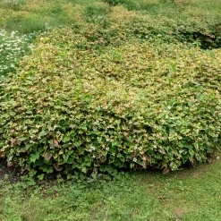 Houttuynia cordata 'Chameleon' - Feuillage 3 couleurs vif
