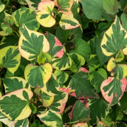 Houttuynia cordata 'Chameleon' - Feuillage 3 couleurs vif