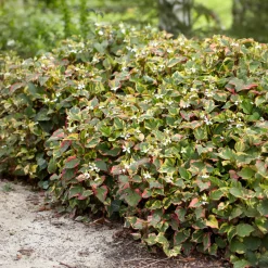 Houttuynia cordata 'Chameleon' - Feuillage 3 couleurs vif