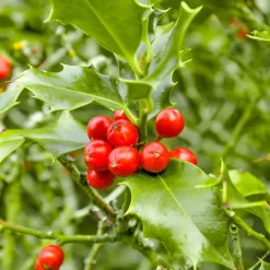 Houx commun - Des baies rouges tout l'hiver