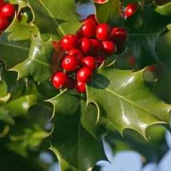 Houx commun - Des baies rouges tout l'hiver