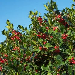 Houx commun - Des baies rouges tout l'hiver