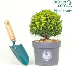 Houx du Japon Ilex crenata De forme sphérique - La boule verte prête à poser