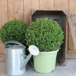 Houx du Japon Ilex crenata De forme sphérique - La boule verte prête à poser