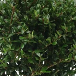 Houx du Japon Ilex crenata De forme sphérique - La boule verte prête à poser