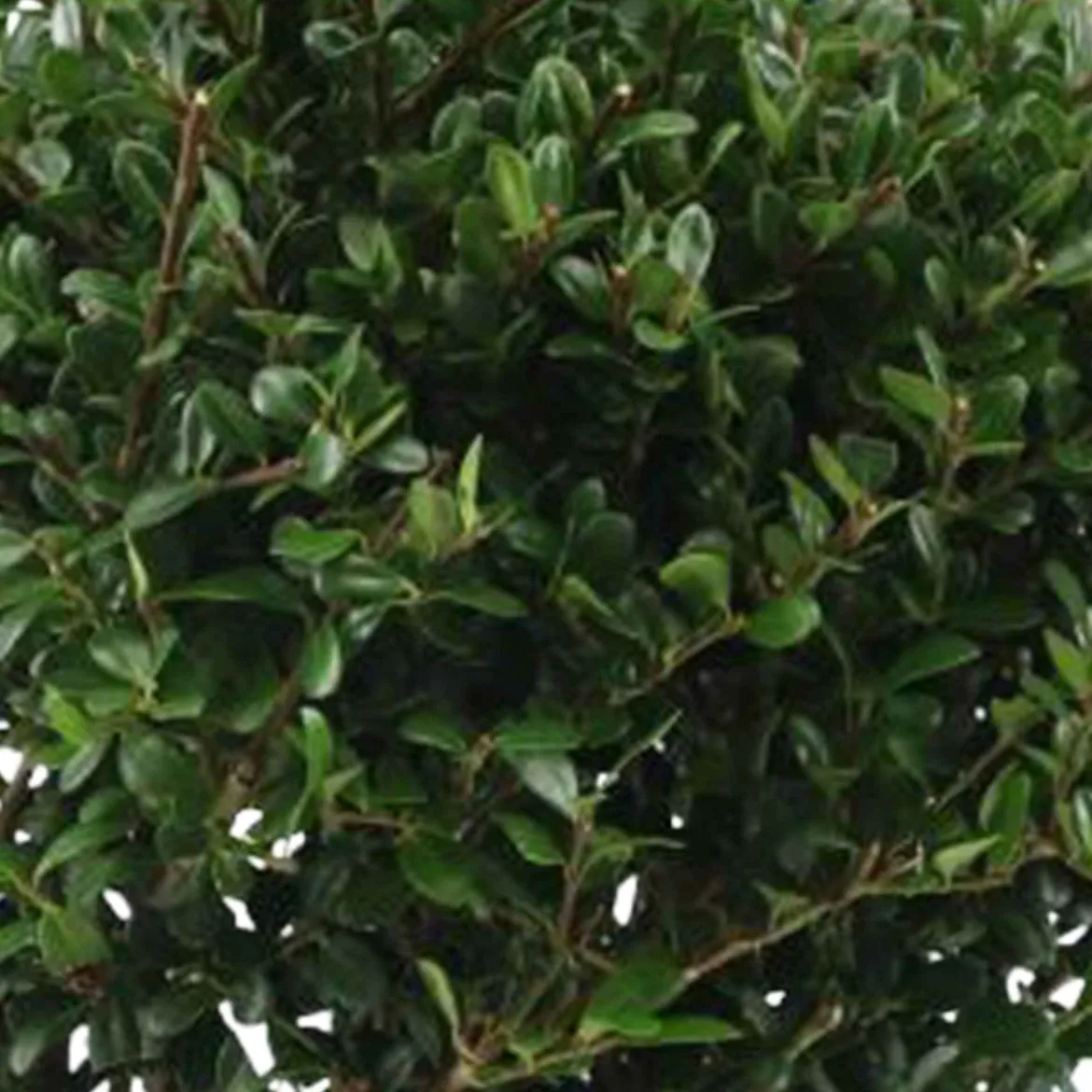 Houx du Japon Ilex crenata De forme sphérique - La boule verte prête à poser