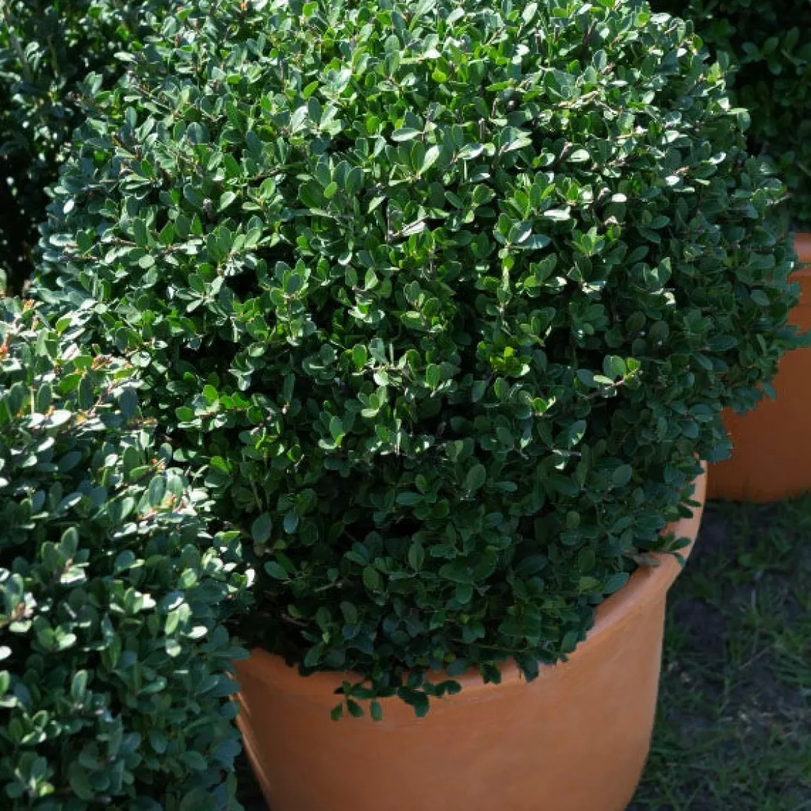 Houx du Japon Ilex crenata De forme sphérique - La boule verte prête à poser
