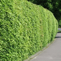 Hêtre commun - La haie qui garde ses feuilles