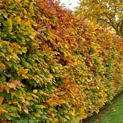 Hêtre commun - La haie qui garde ses feuilles