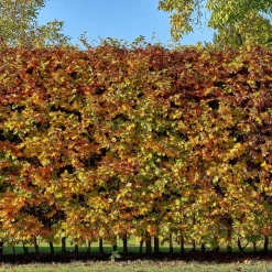 Hêtre commun - La haie qui garde ses feuilles