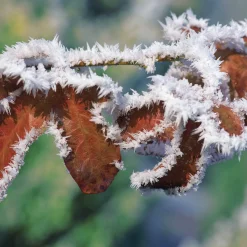 Hêtre commun pourpre - La haie qui vire au pourpre