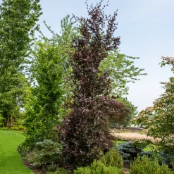 Hêtre fastigié pourpre - La colonne pourpre du jardin