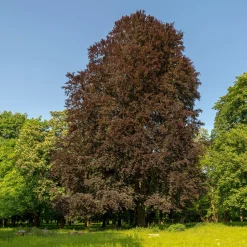 Hêtre pourpre - Feuillage pourpre spectaculaire