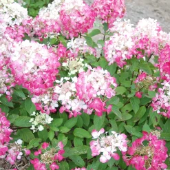 Hydrangea paniculata Diamant Rouge® 'rendia' - Des fleurs qui virent au rouge