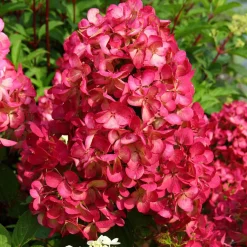 Hydrangea paniculata Diamant Rouge® 'rendia' - Des fleurs qui virent au rouge