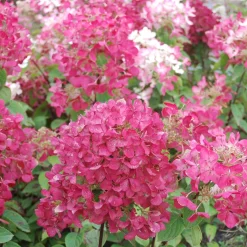Hydrangea paniculata Diamant Rouge® 'rendia' - Des fleurs qui virent au rouge