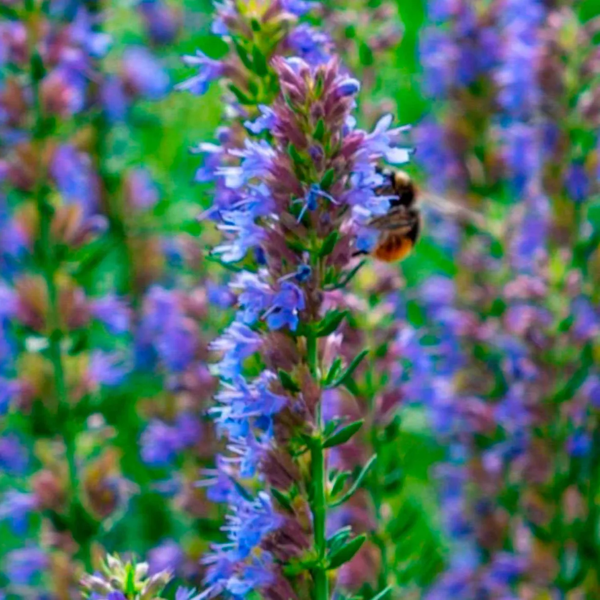 Hysope officinale - Fleurs bleues et abeilles ravies