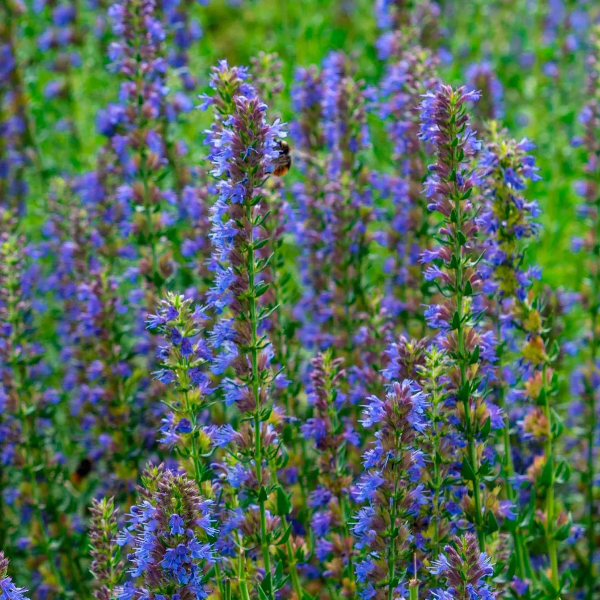 Hysope officinale - Fleurs bleues et abeilles ravies