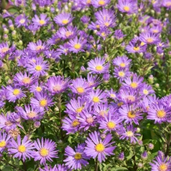 Œil de Christ Violet Queen - Aster Veilchenkönigin - Fleurit quand tout fane