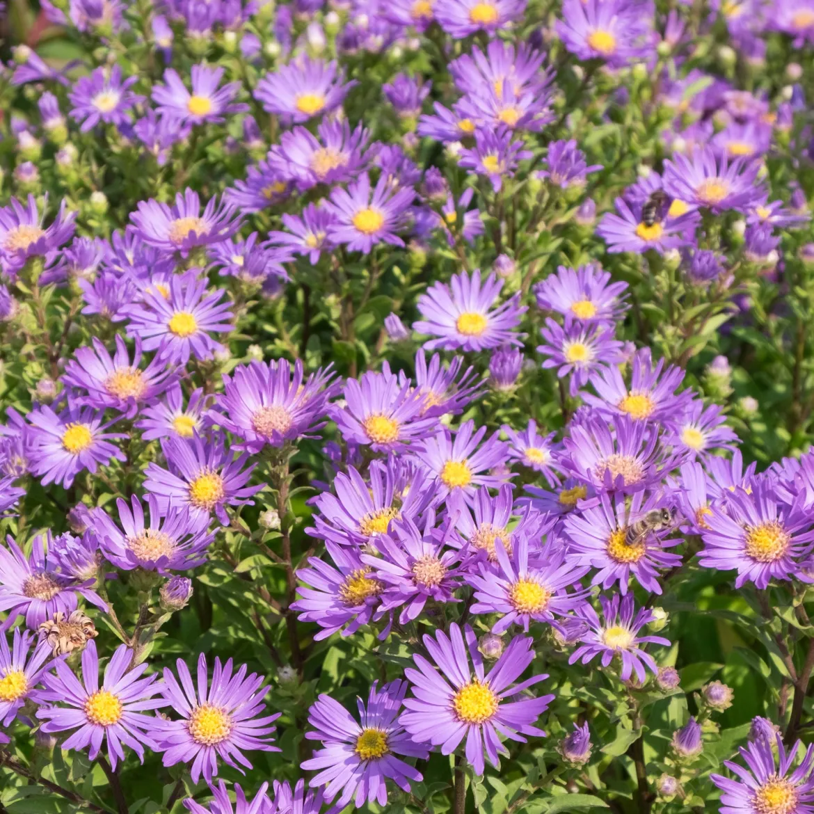 Œil de Christ Violet Queen - Aster Veilchenkönigin - Fleurit quand tout fane