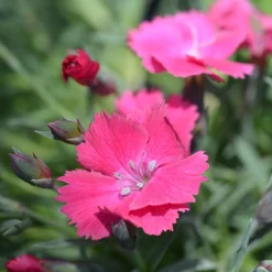 Œillet de la Pentecôte Badenia - Un tapis fleuri sans effort